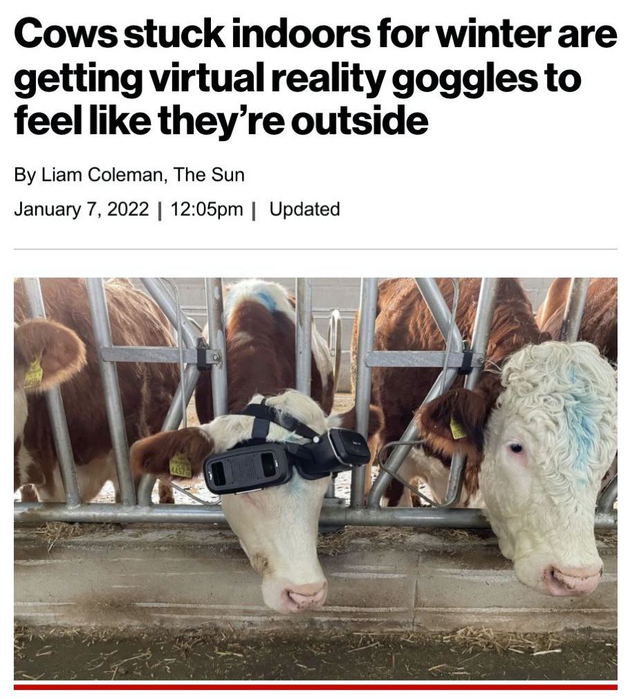 A photo of a cow wearing virtual goggles, displaying green pastures while it's stuck indoor during winter.